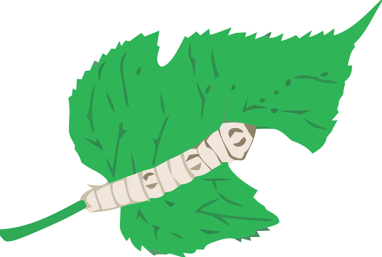 SIlkworm eating a Mulberry Leaf